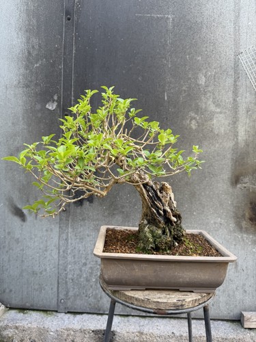 Privet ligustrum bonsai tree - bonsai,