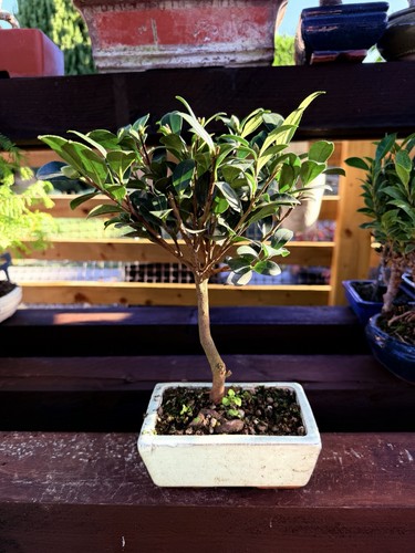 Ficus bonsai tree - ficus,