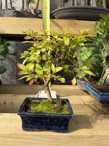Azalea bonsai - azalea,