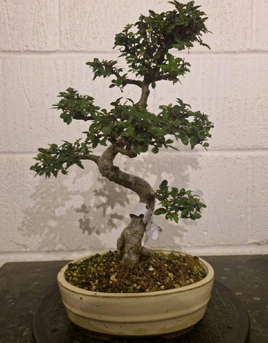 Chinese elm bonsai - elm,,