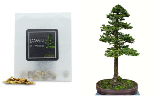 Dawn redwood bonsai - 30,