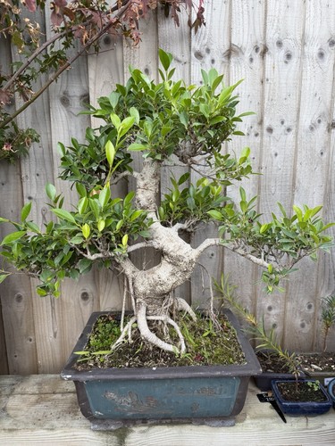 Massive ficus bonsai tree - bonsai,