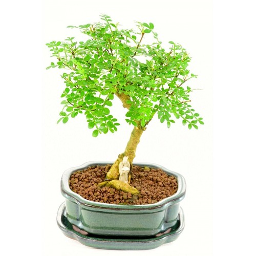 Moringa bonsai tree - bonsai,