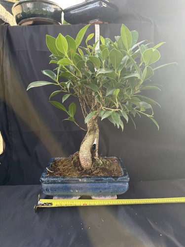 Ficus bonsai tree potted - ficus,