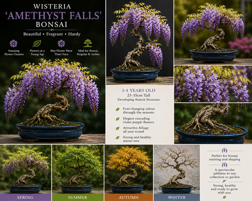 Wisteria amethyst falls - wisteria,
