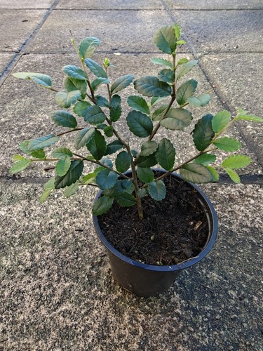 Chinese elm ulmus parvifolia - elm,