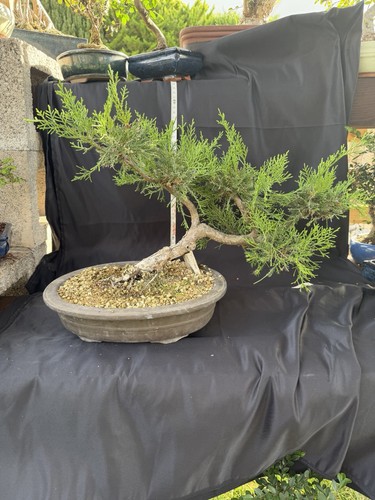 Juniper bonsai tree - juniper, potted