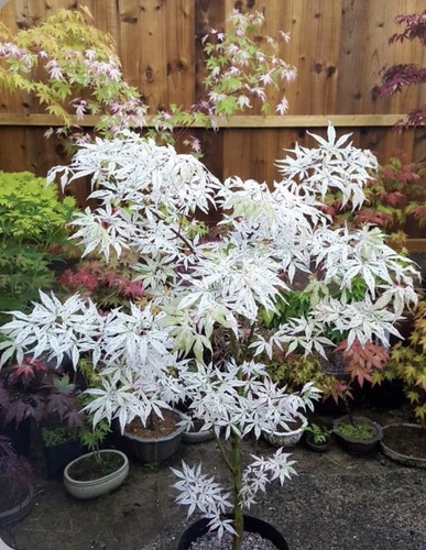 Acer palmatum olivia rare - acer,