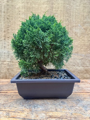 Kishu juniper bonsai tree - tree, no