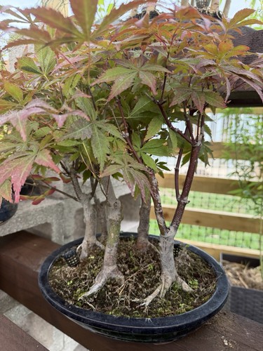 Japanese maple acer pre bonsai - japanese, pre-bonsai