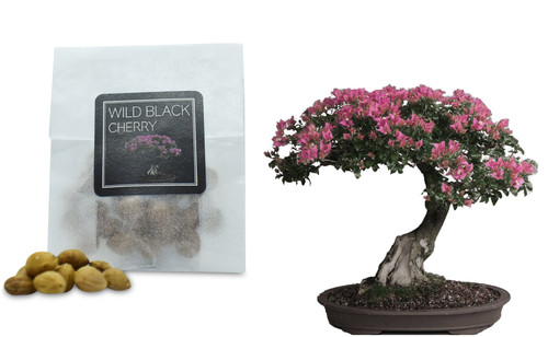 Wild black cherry - black, bonsai