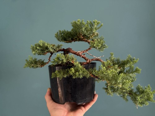 Juniper bonsai tree - tree, starter