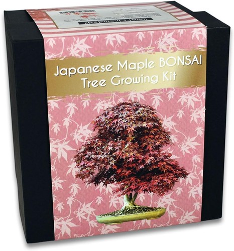 Japanese maple bonsai tree - japanese,