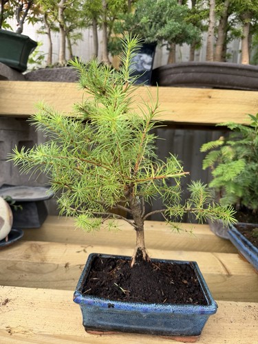 Larch bonsai tree potted - larch,