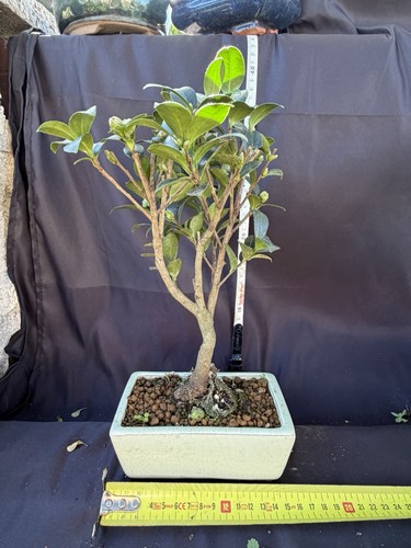 Camellia bonsai tree potted - bonsai,