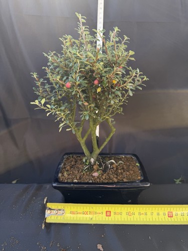 Cotoneaster bonsai tree potted - bonsai,