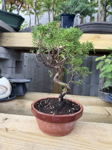 Juniper bonsai tree potted - bonsai,