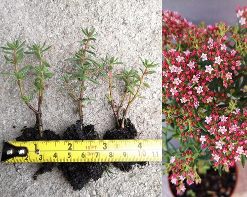 Crassula sarcocaulis young - crassula,