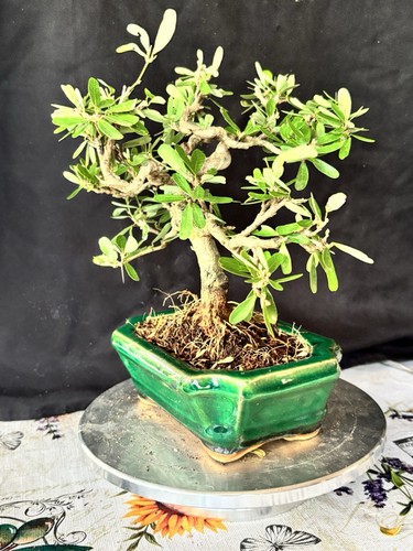 Vietnamese bluebells bonsai - vietnamese,