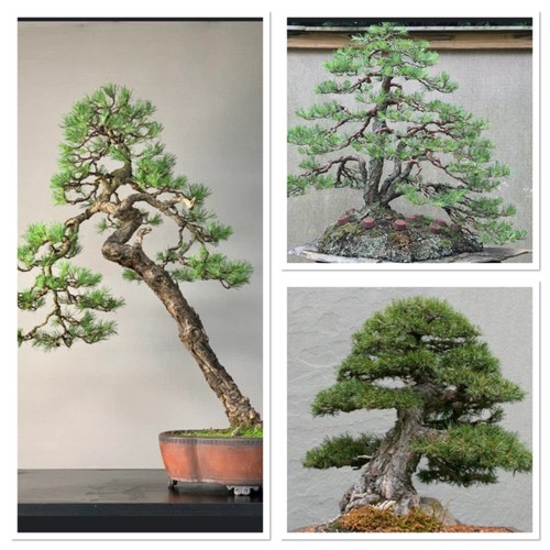 Scots pine tree ideal - scots, bonsai