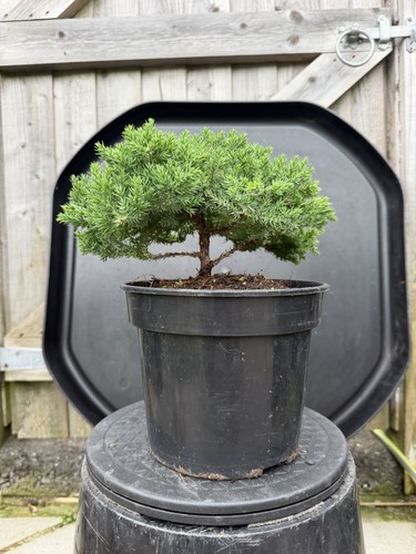 Juniper bonsai tree - juniper,
