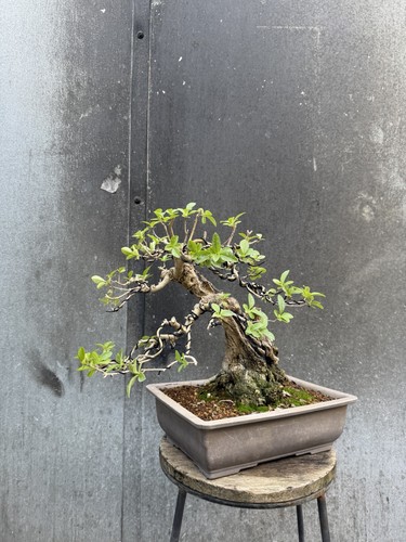 Privet ligustrum bonsai tree - ligustrum,