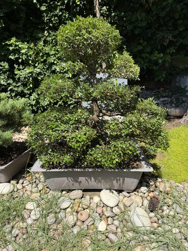 Large chinese elm - large,