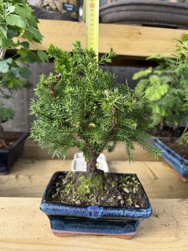 Juniper bonsai tree - juniper,