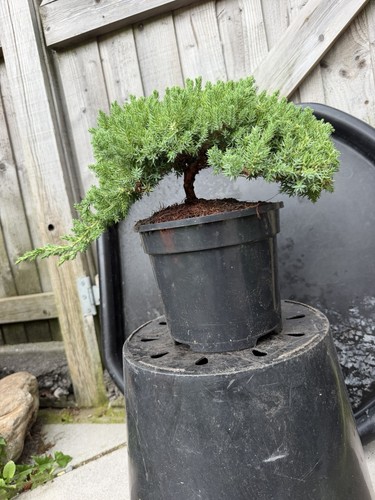 Juniper cascade bonsai tree - cascade,