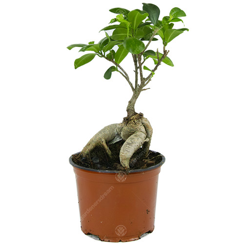 Ficus ginseng bonsai - ficus,