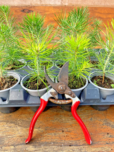 Japanese black pine pinus - x,