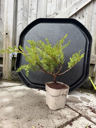 Juniper bonsai tree - tree,
