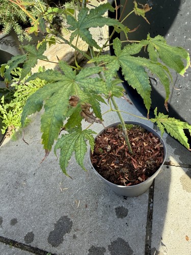 Acer palmatum peaches and - palmatum,