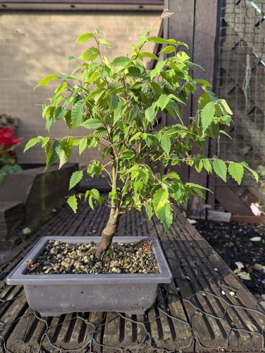 Zelkova serrata bonsai tree - zelkova,