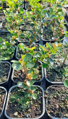 Bonsai tree collection - tree,