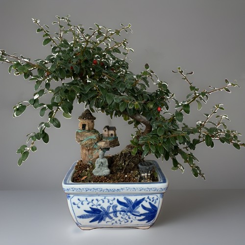 Bonsai tree miniature - tree,