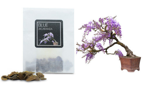 Blue jacaranda bonsai seeds - blue,