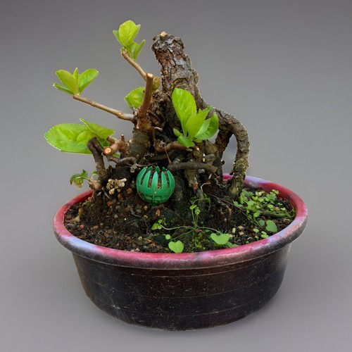 Bonsai tree chaenomeles quince - chaenomeles,