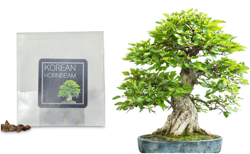 Korean hornbeam bonsai - korean,