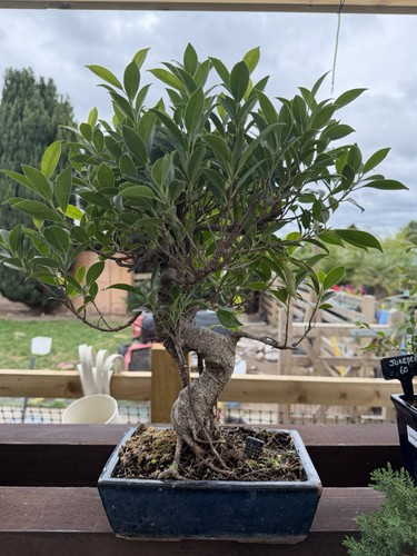Ficus finished bonsai - finished, tree