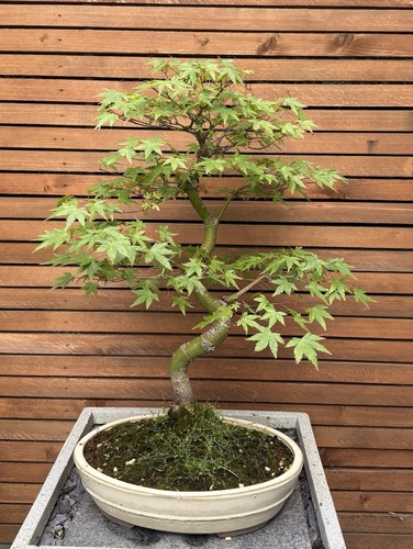 Japanese maple acer bonsai - japanese,