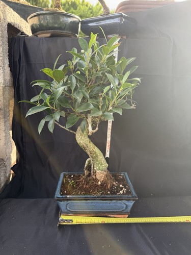 Ficus bonsai tree - ficus,