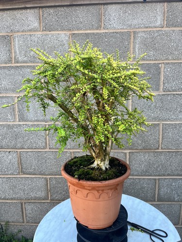 Honey suckle bonsai tree - suckle,