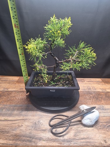 Golden cypress bonsai tree - golden,