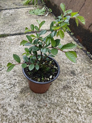 Chinese elm ulmus - chinese, parvifolia