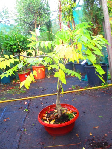Wisteria prolific bonsai - wisteria,