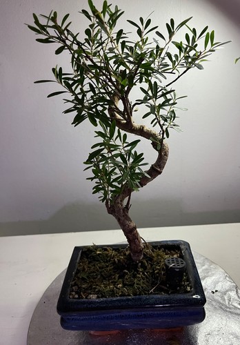 Brush cherry bonsai tree - bonsai, |