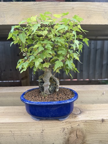 Acer bonsai tree potted - tree,