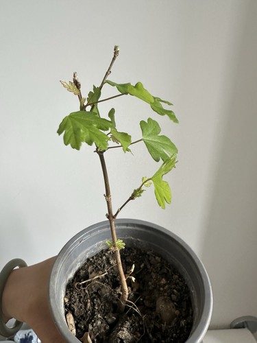 English acer bonsai tree - ,