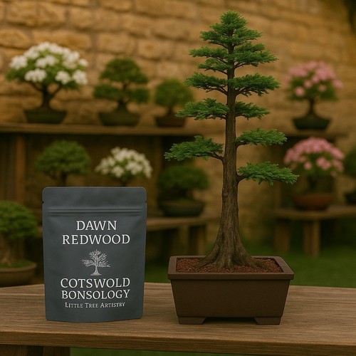 Dawn redwood bonsai - dawn,